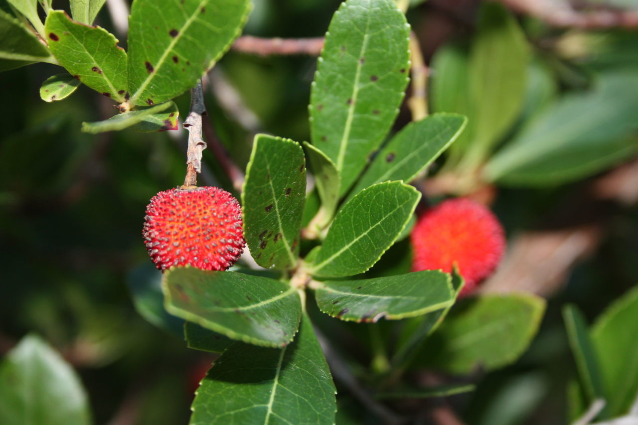 CLOSE-UP OF RED BERRIES ON LEAF