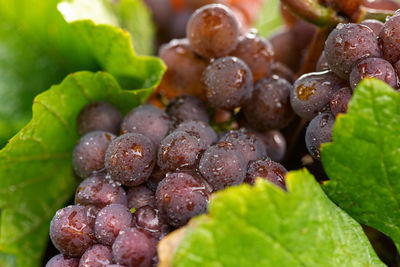 Close-up of vegetables