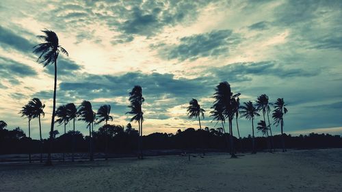 Palm trees against sky during sunset