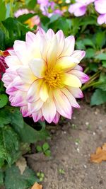 Close-up of pink flower blooming outdoors