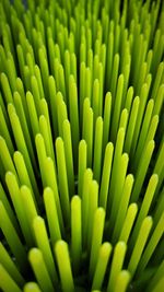 Full frame shot of green plant