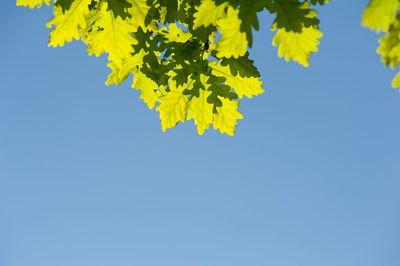 Low angle view of yellow tree against clear blue sky