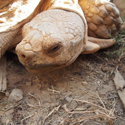 Close-up of tortoise