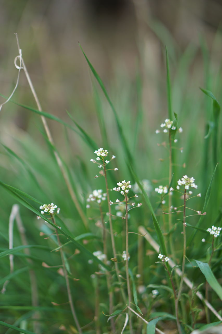 CLOSE-UP OF FLOWERING PLANTS ON LAND