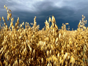 Close-up of stalks in field against cloudy sky