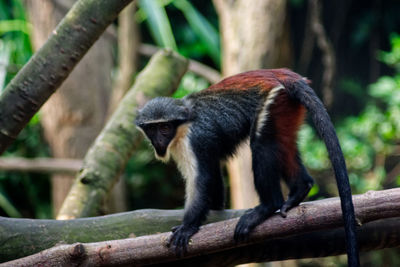 Monkey sitting on tree branch in zoo