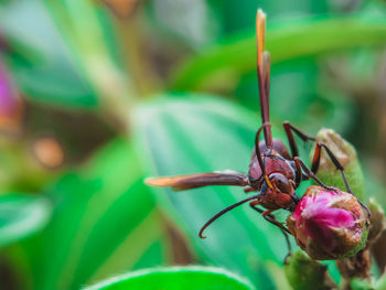 Close-up of insect on flower