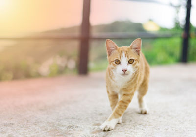 A cute orange cat with sunset light and lens flare background.