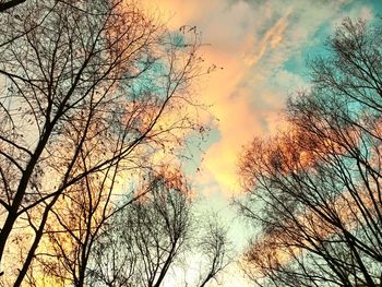 Low angle view of bare trees against sky