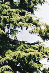 Low angle view of trees against sky