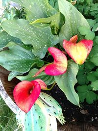 High angle view of wet red flowering plant