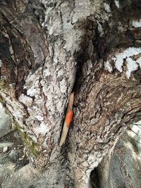 Close-up of tree trunk