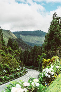 Road amidst trees against sky