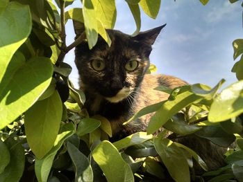 Portrait of cat sitting on tree