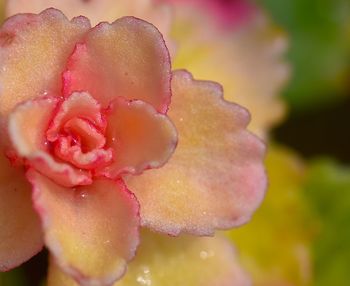 Close-up of wet pink rose flower