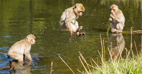 Monkeys in lake