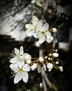 Close-up of apple blossoms in spring