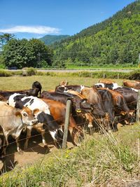 View of cows on field against sky