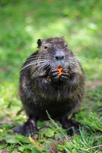 Baby nutria with carrot in the paws