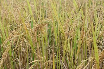 Close-up of stalks in field