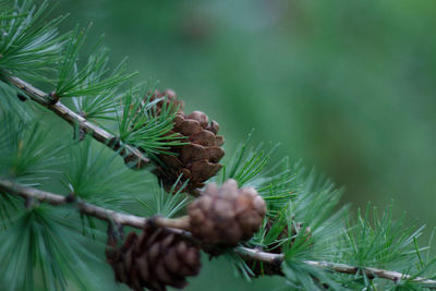 Close-up of plant / cones