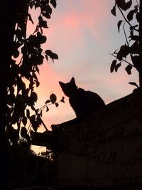 Low angle view of cat looking up at sunset