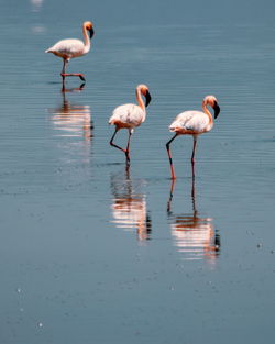 Flamingos at lake magadi, rift valley, kenya