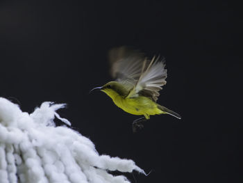 Low angle view of bird flying