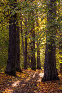 Trees in forest