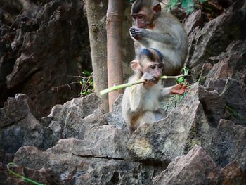 Monkey on rock