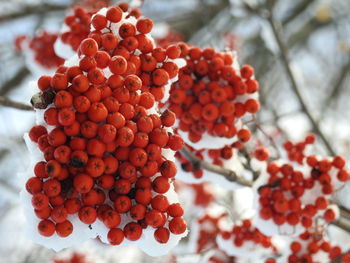 Close-up of berries growing on tree