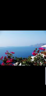 Pink flowering plants by sea against clear sky