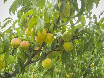 Low angle view of fruits growing on tree