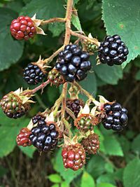 Close-up of berries on tree