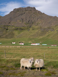 Icelandic sheep