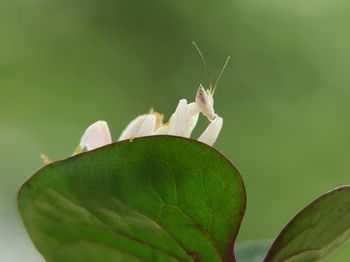 Close-up of insect on plant