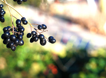 Close-up of grapes hanging from tree