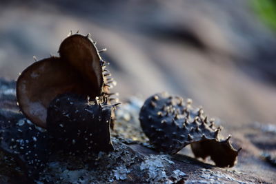 Close-up of berries on rock