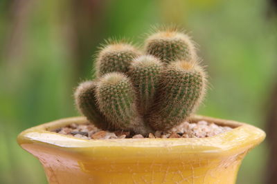 Close-up of cactus growing in potted plant