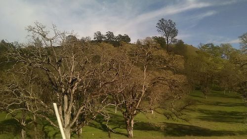 Trees on field against cloudy sky