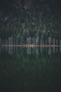 Reflection of trees in lake at forest
