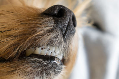 Closeup of the teeth of a yorkshire terrier