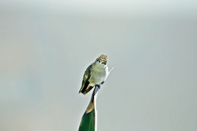 Close-up of bird perching on a wall