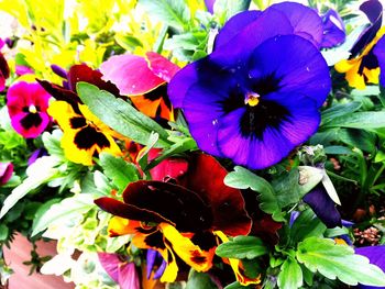 Close-up of purple flowers blooming outdoors