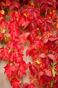 Full frame shot of red leaves during autumn