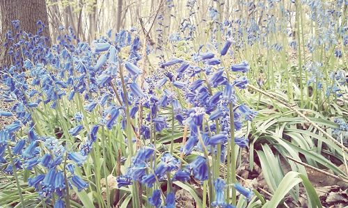 Full frame shot of flowers growing in field