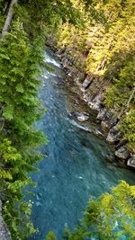 River flowing through forest