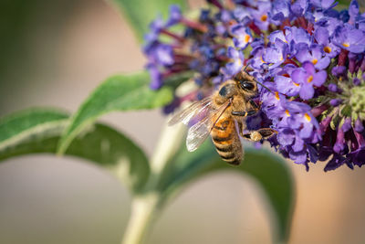 Close-up of bee pollinating on purple flower