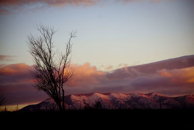 Silhouette bare tree on field against sky during sunset