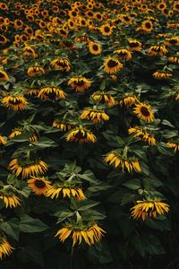 High angle view of yellow flowering plants